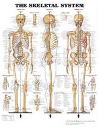 The Skeletal System （LAM CHRT R）