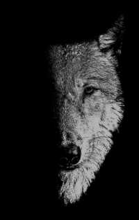 In the Company of Wolves : Werewolves, Wolves and Wild Children (Manchester University Press)