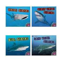 All about Sharks (All about Sharks)