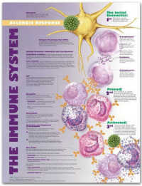 The Immune System Allergic Response Anatomical Chart （1 WAL CHRT）