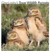 Greg Lasley's Texas Wildlife Portraits (Louise Lindsey Merrick Natural Environment Series)