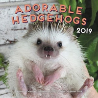 Adorable Hedgehogs 2019 Calendar （16M）