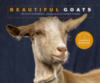Beautiful Goats : Portraits of Classic Breeds