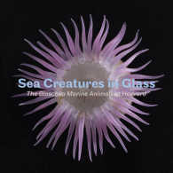 Sea Creatures in Glass : The Blaschka Marine Animals at Harvard