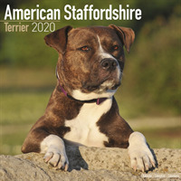 American Staffordshire Terrier Calendar 2020