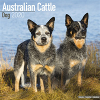 Australian Cattle Dog Calendar 2020