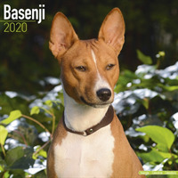 Basenji Calendar 2020