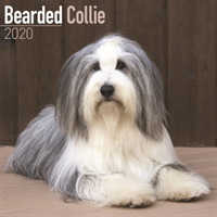 Bearded Collie Calendar 2020