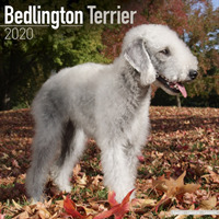 Bedlington Terrier Calendar 2020