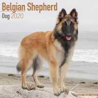 Belgian Shepherd Dog Calendar 2020