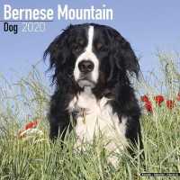 Bernese Mountain Dog Calendar 2020