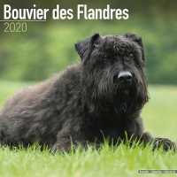 Bouvier des Flandres Calendar 2020