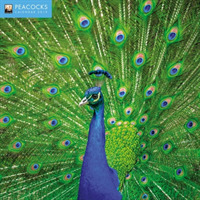 Peacocks 2019 Calendar （WAL）