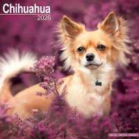 Chihuahua Calendar 2026 Square Dog Breed Wall Calendar - 16 Month