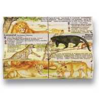 Wild Cats - Zoobookoo