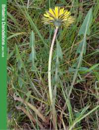 Britain's Dandelions : A Photographic Guide