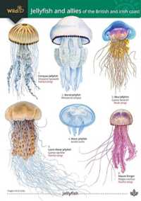 Jellyfish and allies of the British and Irish Coast (Wildid)