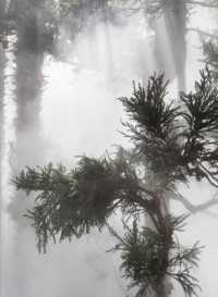 Ben Thorp Brown: Cura's Garden