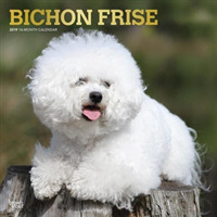 Bichon Frise 2019 Calendar （16M WAL）