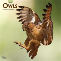 Owls 2019 Calendar （16M WAL MU）