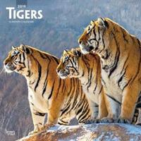 Tigers 2019 Calendar （16M WAL）