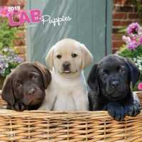 Lab Puppies 2019 Calendar （16M WAL）