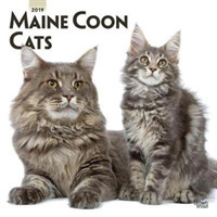 Maine Coon Cats 2019 Calendar （16M WAL）