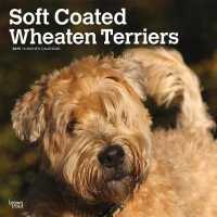 Soft Coated Wheaten Terriers 2019 Calendar （16M WAL MU）