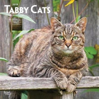 Tabby Cats 2019 Calendar （16M WAL）