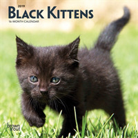 Black Kittens 2019 Mini Wall Calendar