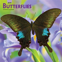 Butterflies 2019 Calendar （16M WAL）