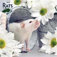 Rats 2019 Calendar （16M WAL）
