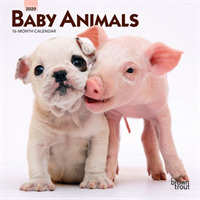 Baby Animals 2020 Mini Wall Calendar