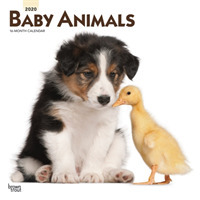 Baby Animals 2020 Square Wall Calendar