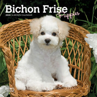 Bichon Frise Puppies 2020 Mini Wall Calendar