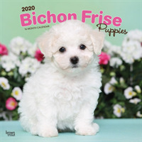 Bichon Frise Puppies 2020 Square Wall Calendar