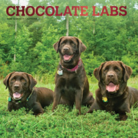 Chocolate Labrador Retrievers 2020 Calendar : Foil Stamped Cover （16M WAL MU）