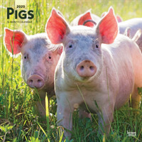 Pigs 2020 Calendar （16M WAL）
