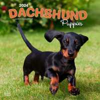 Dachshund Puppies 2024 Square -- Paperback