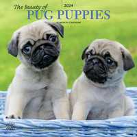 Pug Puppies the Beauty of 2024 Square St -- Paperback