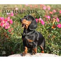 Dachshunds the Beauty of 2024 Deluxe Stk -- Paperback