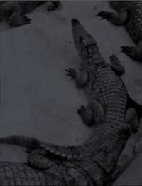 RESTER (ZIGUINCHOR, SENEGAL)