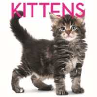 Kittens Cubebook : Cube Book