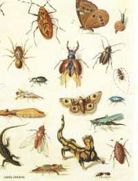 Crawly Creatures - Depiction and Appreciation of Insects and other Critters in Art and Science