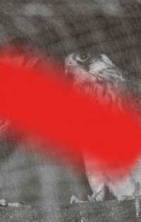 Modern Animal : A Second Cycle of Lectures on the Modern Lives of Animals