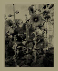 Nicholas Nixon : Closing the Distance (Fotografie) （2021. 168 S. 135 Abb. 286 mm）