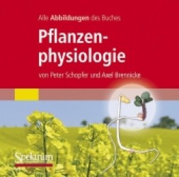 Pflanzenphysiologie, 1 CD-ROM : Alle Abbilddungen des Buches. FürWindows 98/98ME/NT4.0 SP2/2000/Vista/7 u. Mac OS 9/OS X （7. Aufl. 2010. m. 570 SW-Abb. u. 10 Farbabb. 142 x 125 mm）