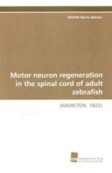 Motor neuron regeneration in the spinal cord of adult zebrafish : (HAMILTON, 1822) （2010. 100 S. 220 mm）