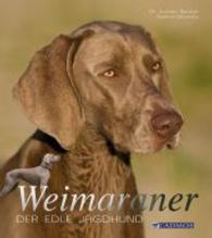 Weimaraner : Der edle Jagdhund