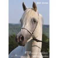 BAA Ahabb - Hommage an einen Vollblutaraberhengst （2015. 160 S. 21 cm）